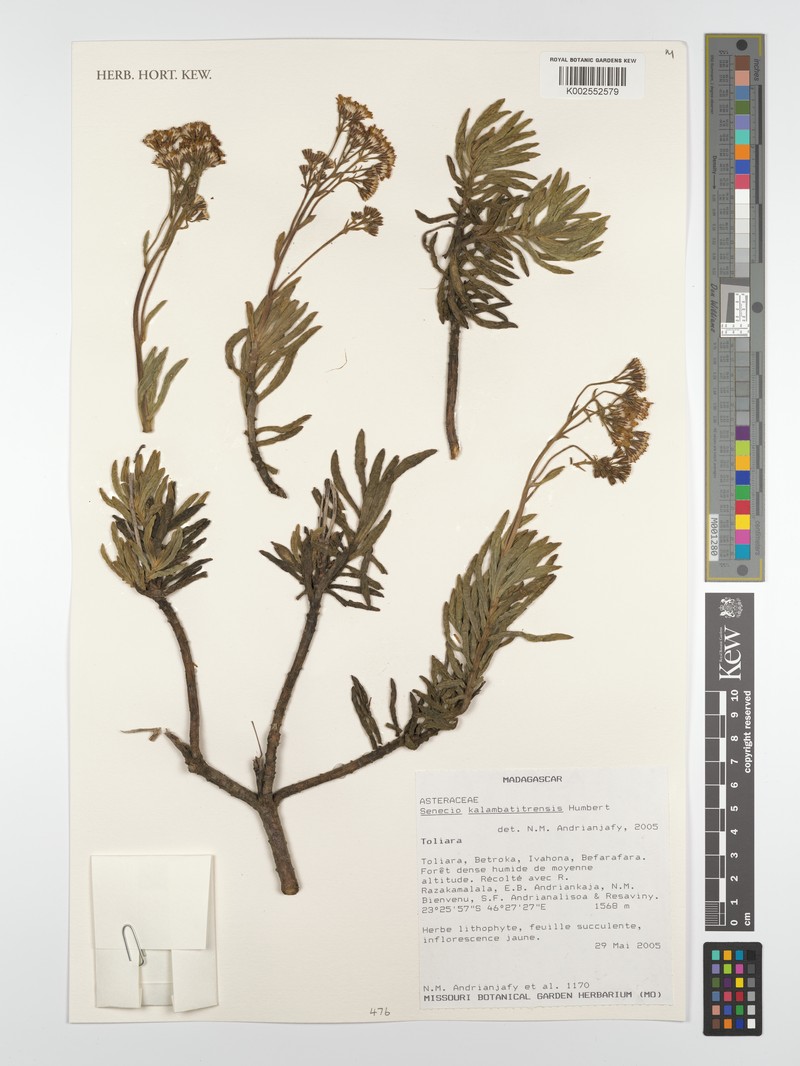 Senecio kalambatitrensis