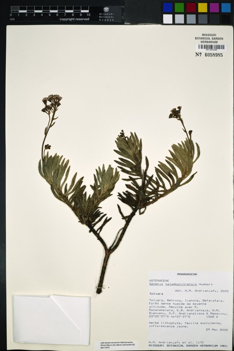 Senecio kalambatitrensis photo 2