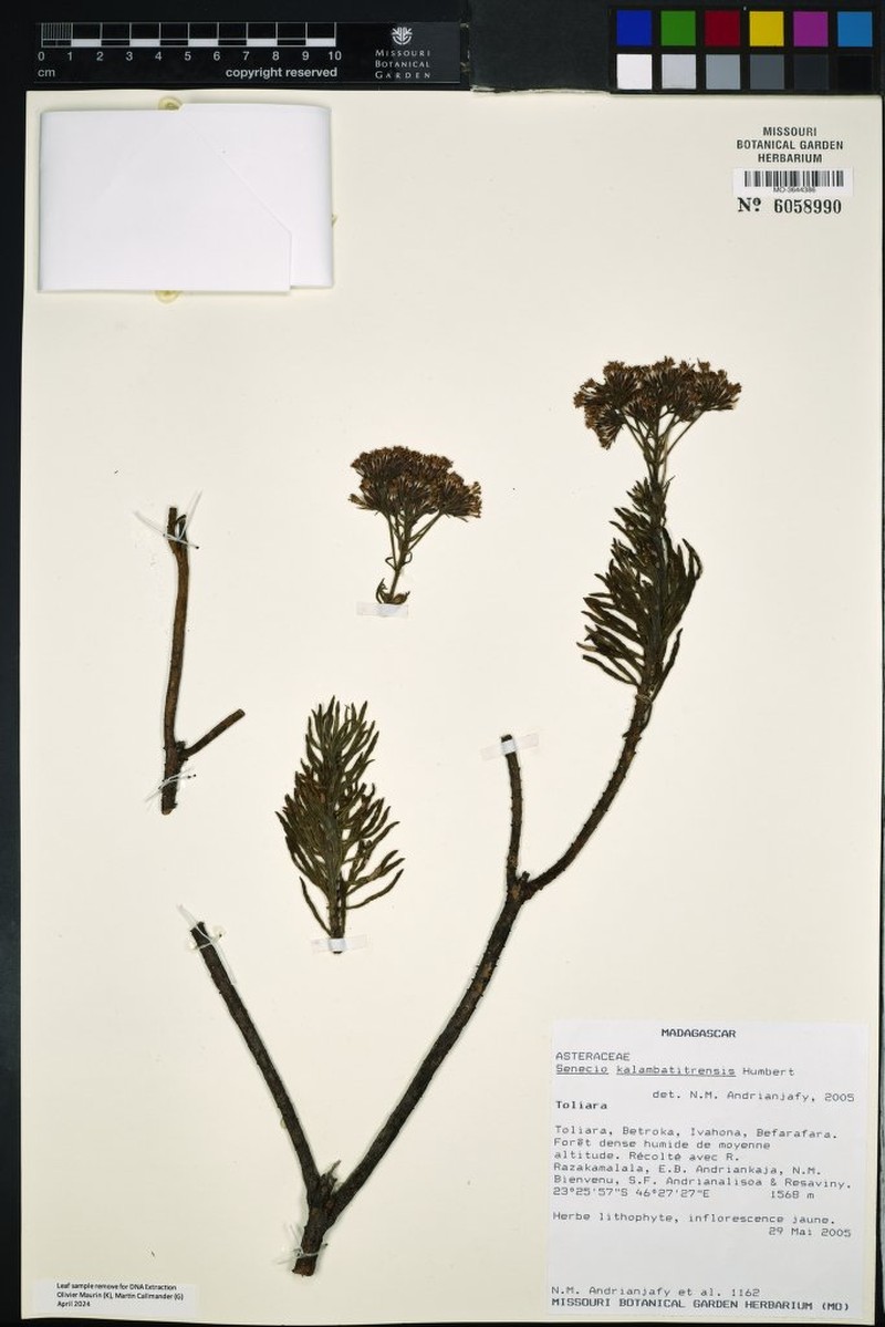 Senecio kalambatitrensis photo 3