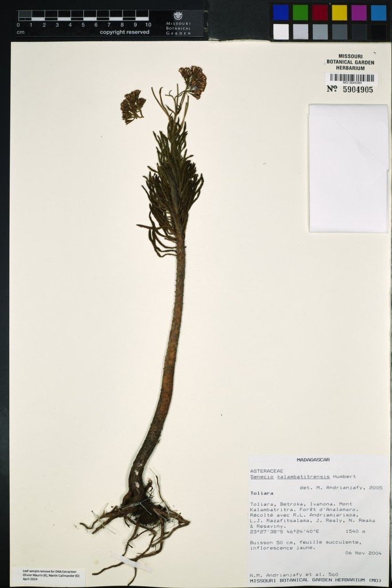Senecio kalambatitrensis photo 4