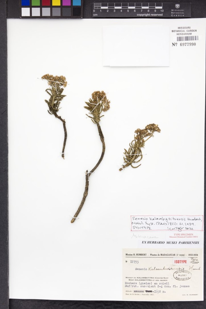 Senecio kalambatitrensis photo 5