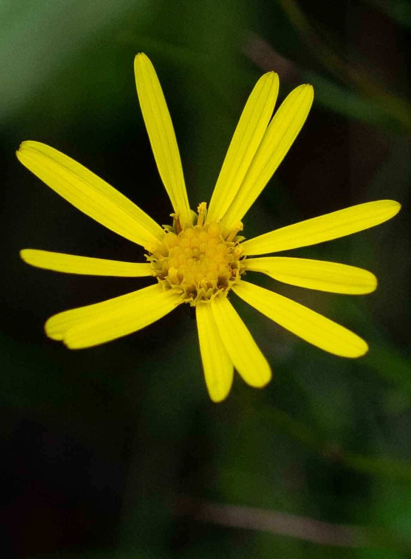 Senecio kalingenwae photo 3