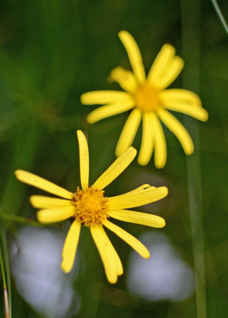 Senecio kalingenwae photo 4