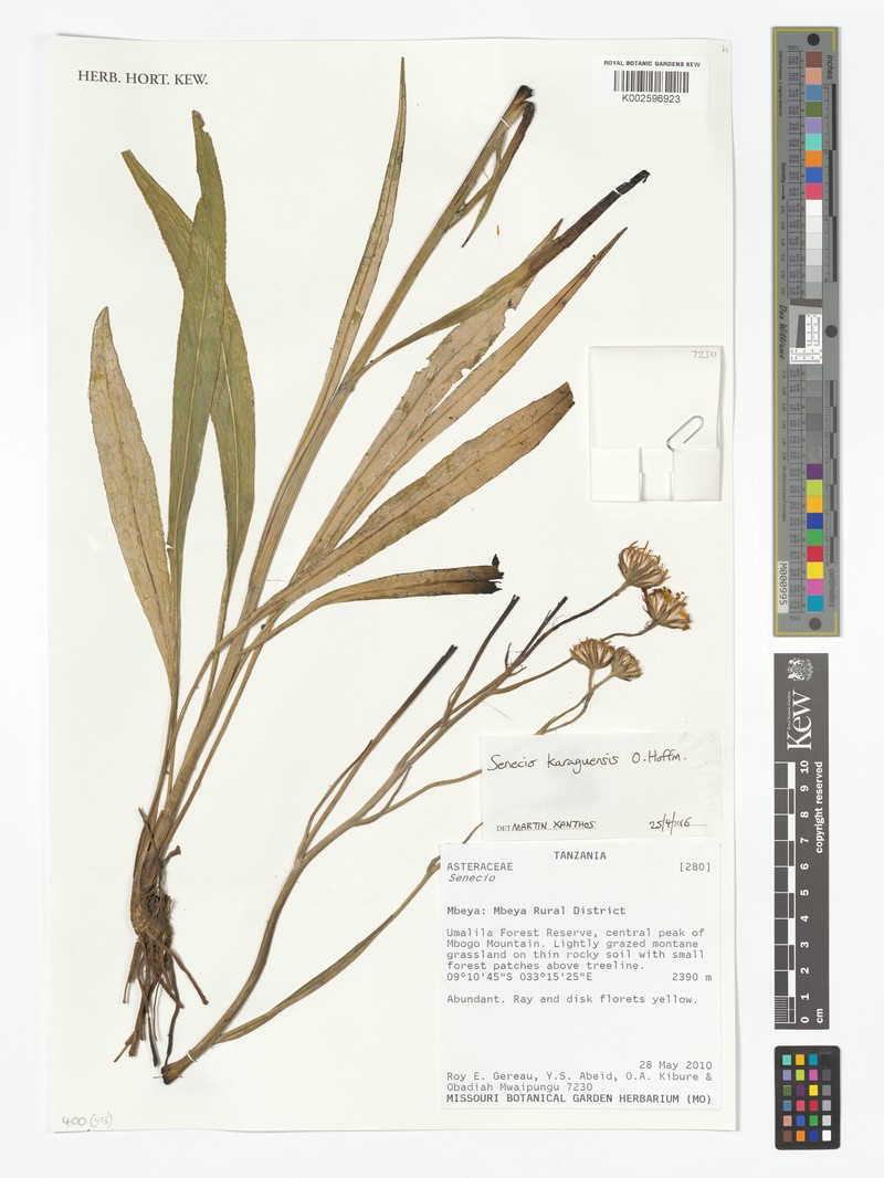 Senecio karaguensis