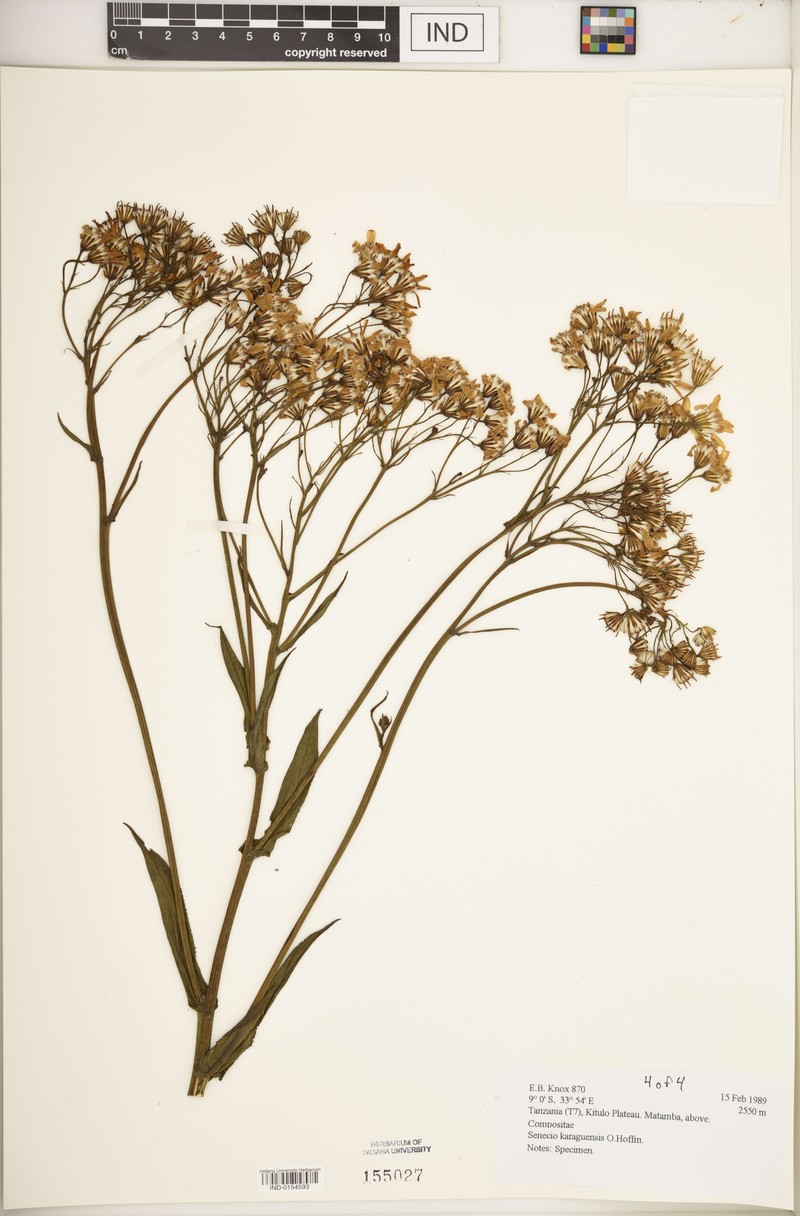 Senecio karaguensis photo 3
