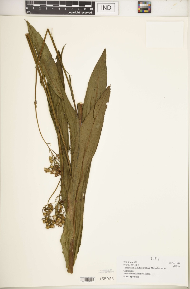 Senecio karaguensis photo 4