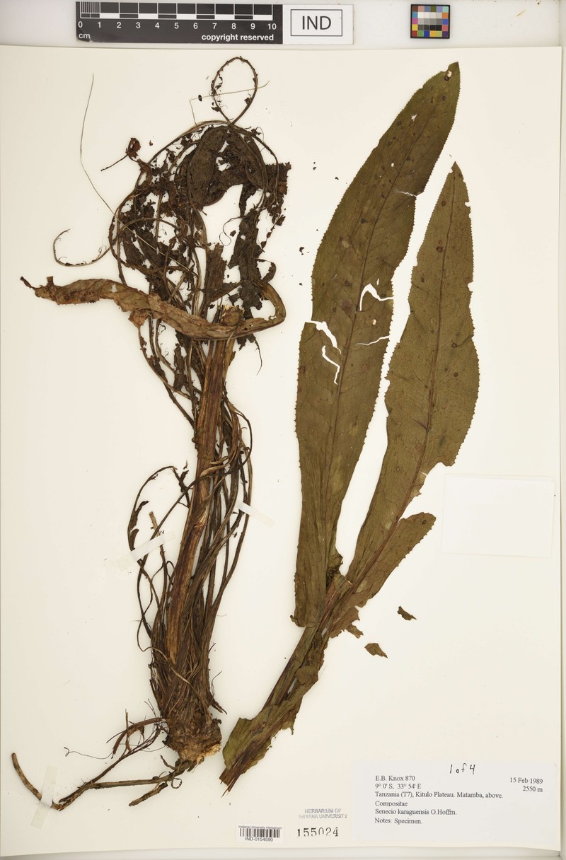 Senecio karaguensis photo 5