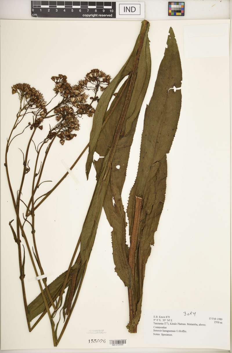 Senecio karaguensis photo 6