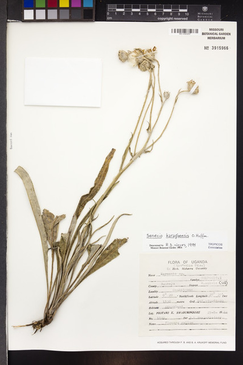 Senecio karaguensis photo 8