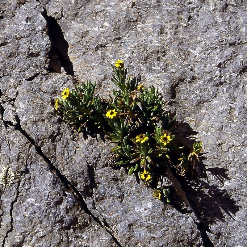 Senecio keniophytum