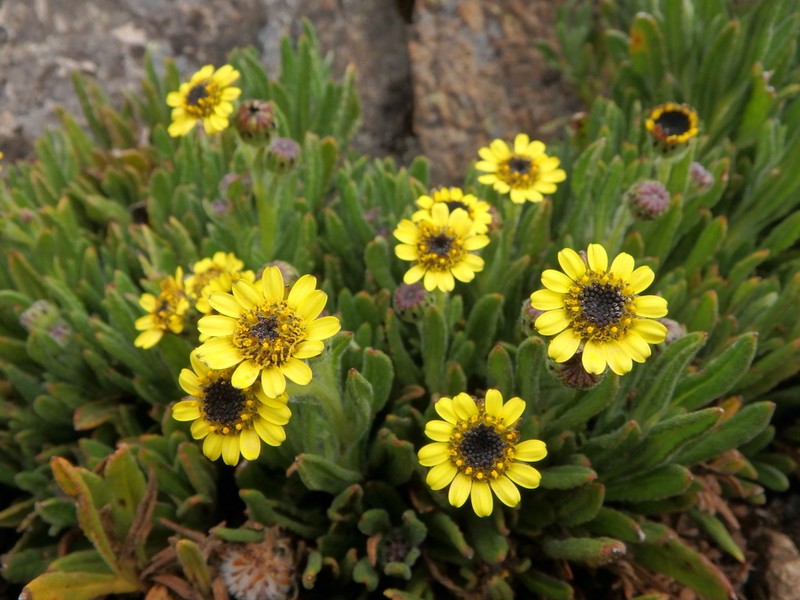 Senecio keniophytum photo 2
