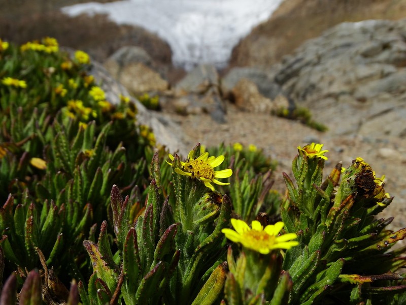 Senecio keniophytum photo 3