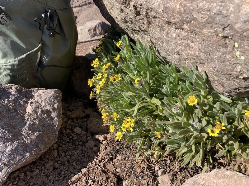 Senecio keniophytum photo 4