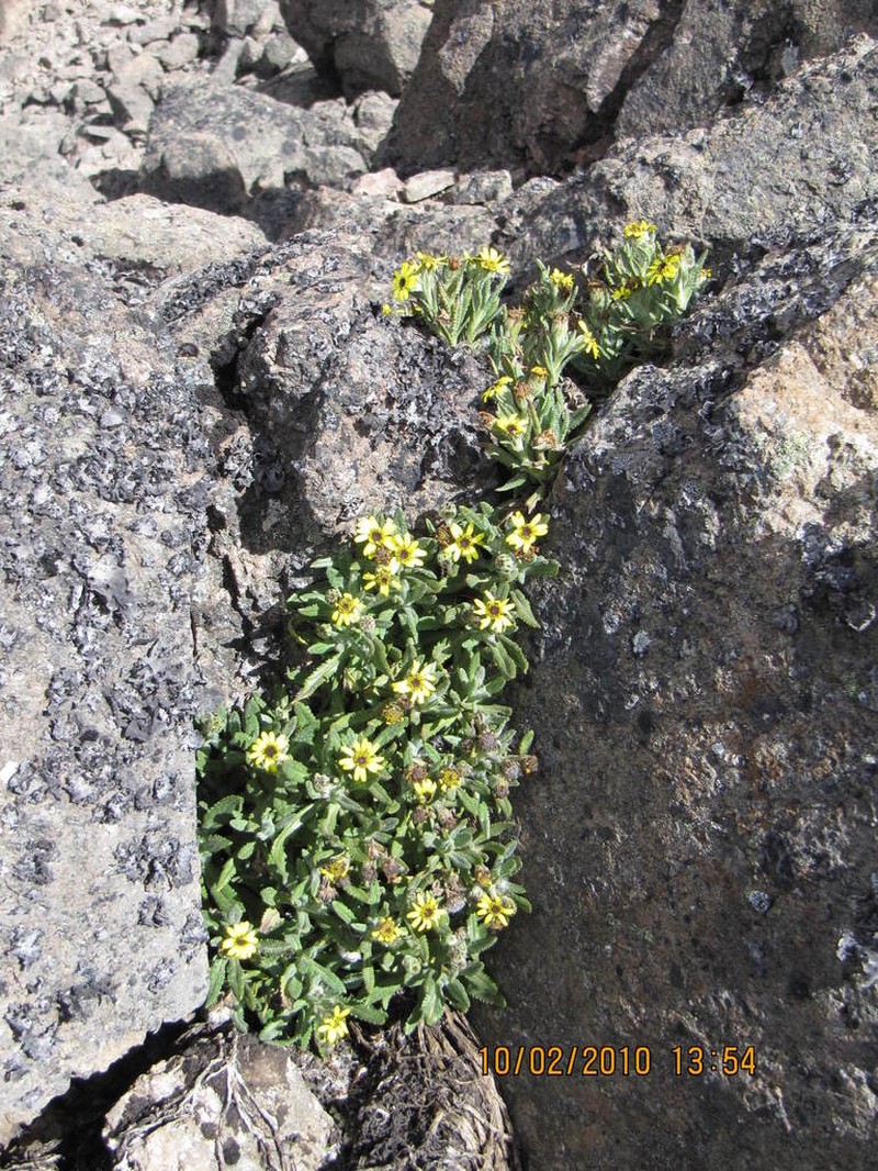 Senecio keniophytum photo 5