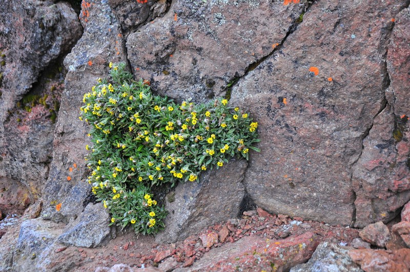 Senecio keniophytum photo 6
