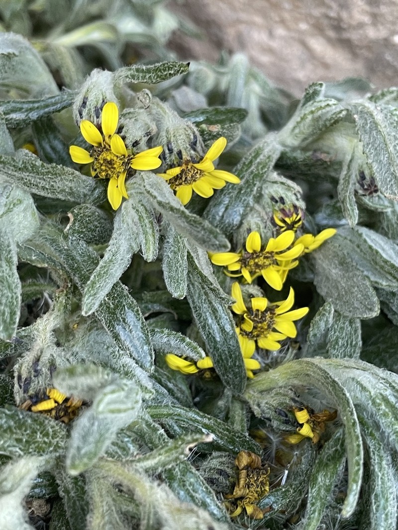 Senecio keniophytum photo 7