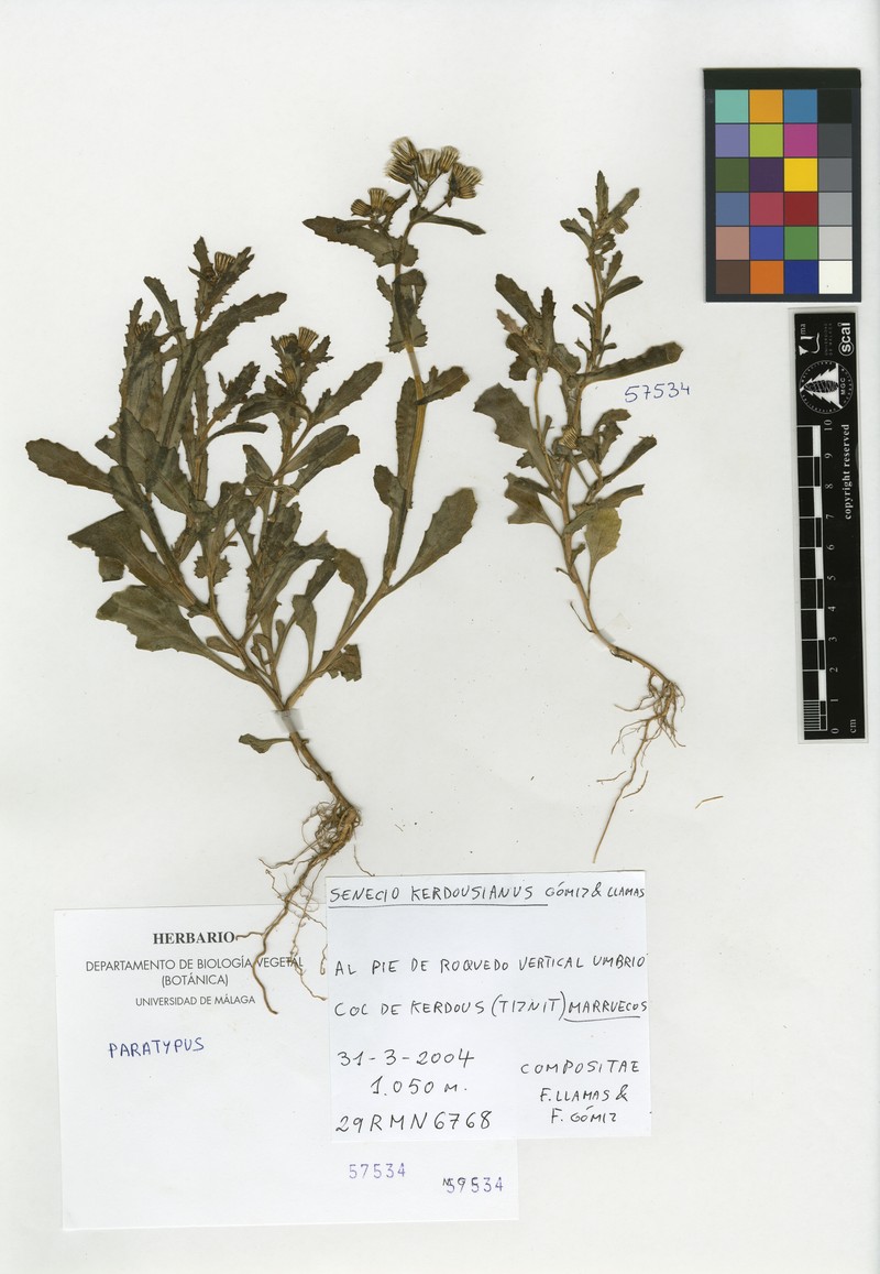 Senecio kerdousianus