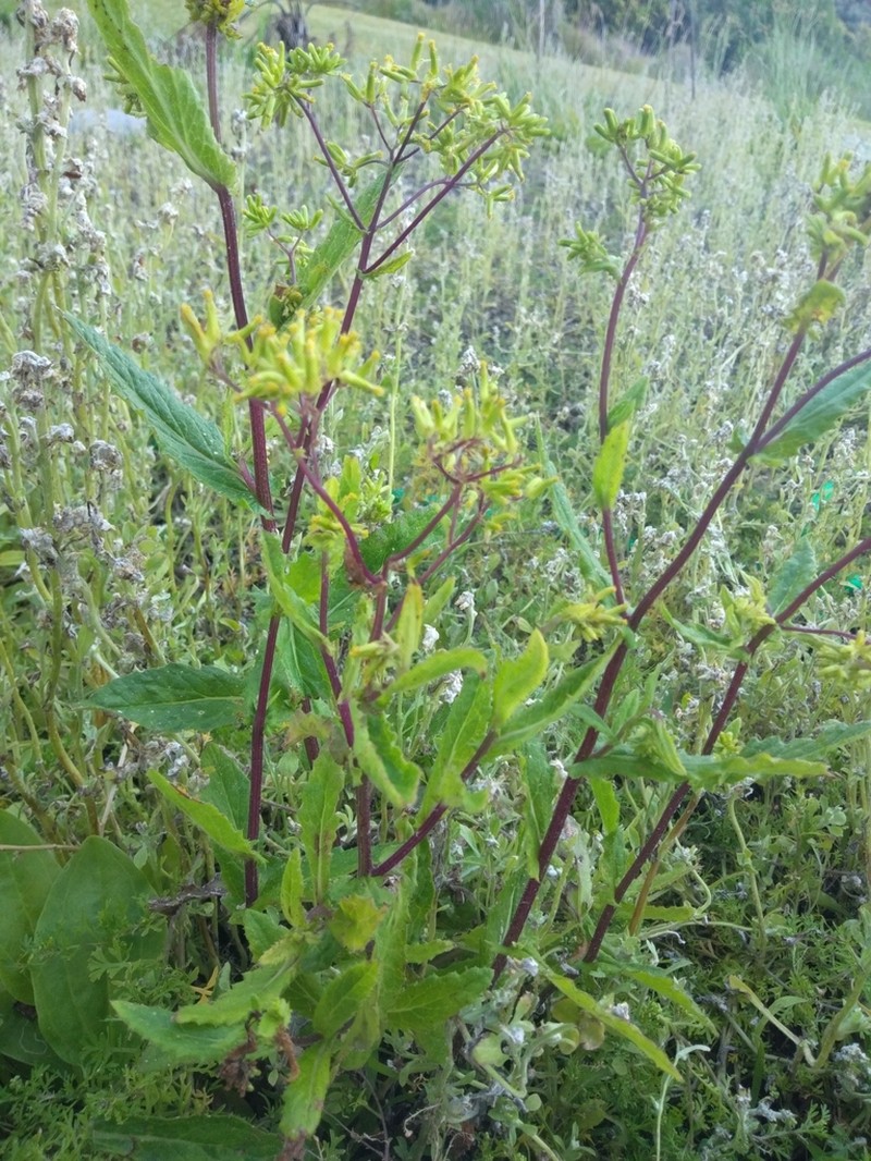 Senecio kermadecensis photo 2
