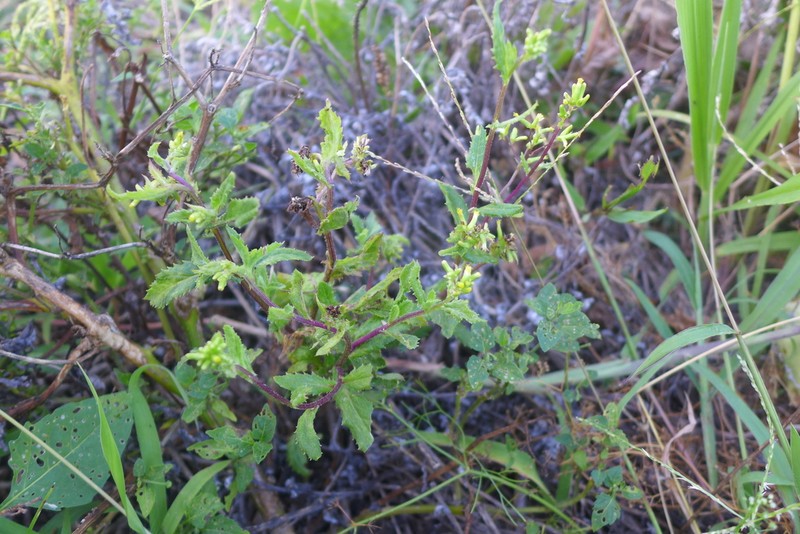 Senecio kermadecensis photo 3