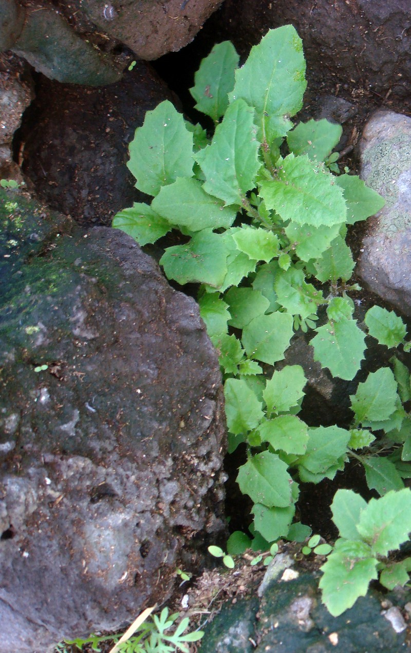 Senecio kermadecensis photo 5