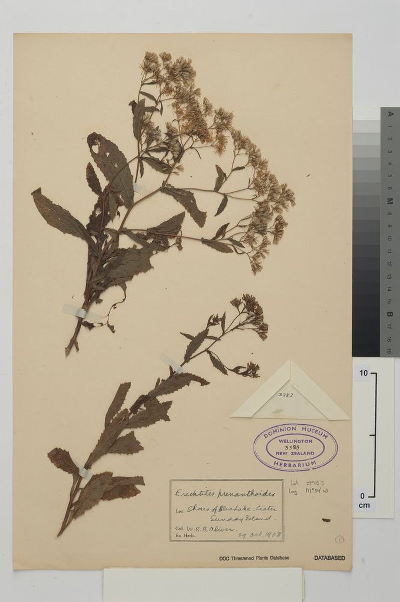 Senecio kermadecensis photo 6