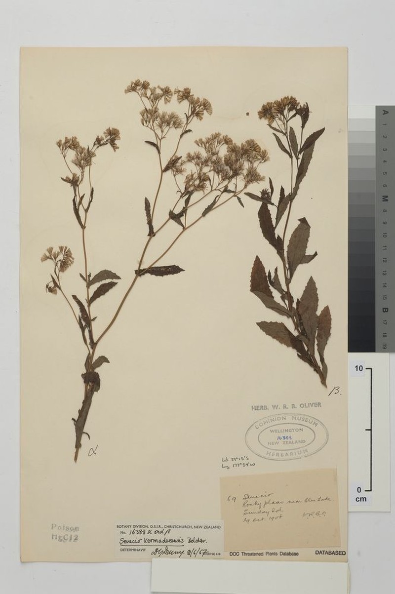 Senecio kermadecensis photo 7
