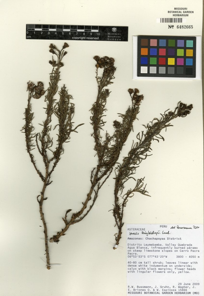 Senecio kingbishopii