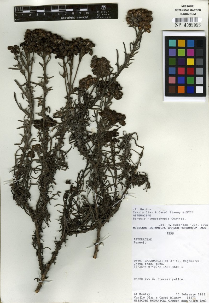 Senecio kingbishopii photo 2