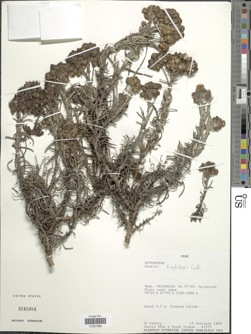 Senecio kingbishopii photo 3