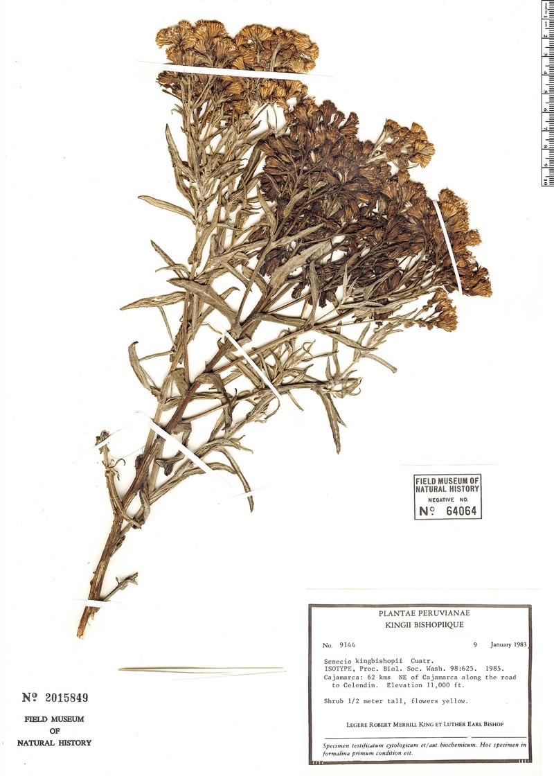 Senecio kingbishopii photo 4