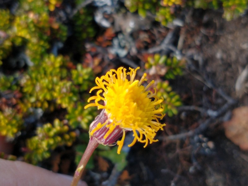 Senecio kingii