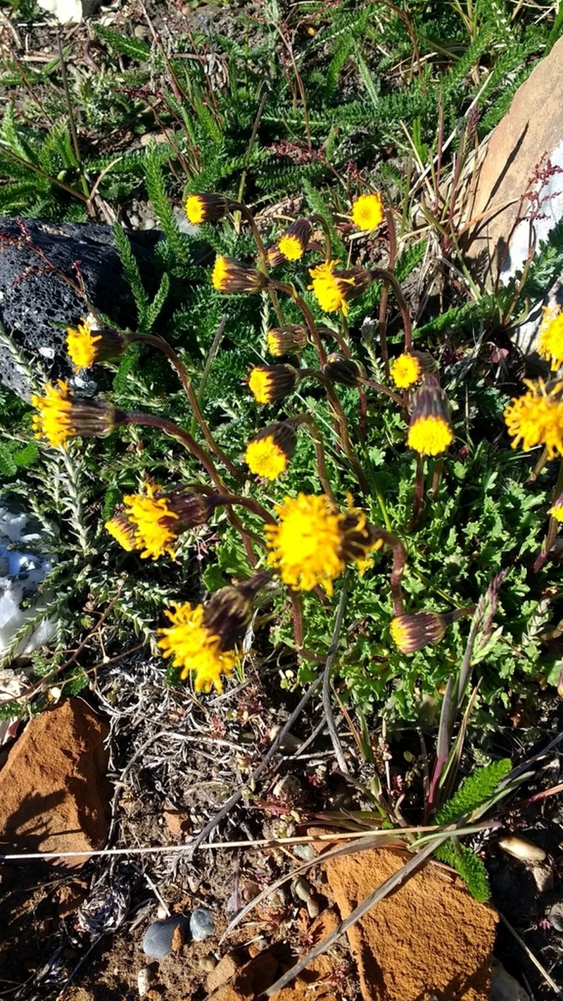 Senecio kingii photo 2