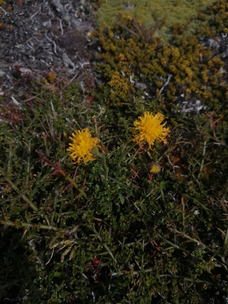 Senecio kingii photo 4