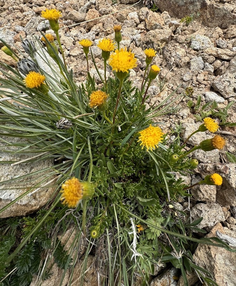 Senecio kingii photo 6