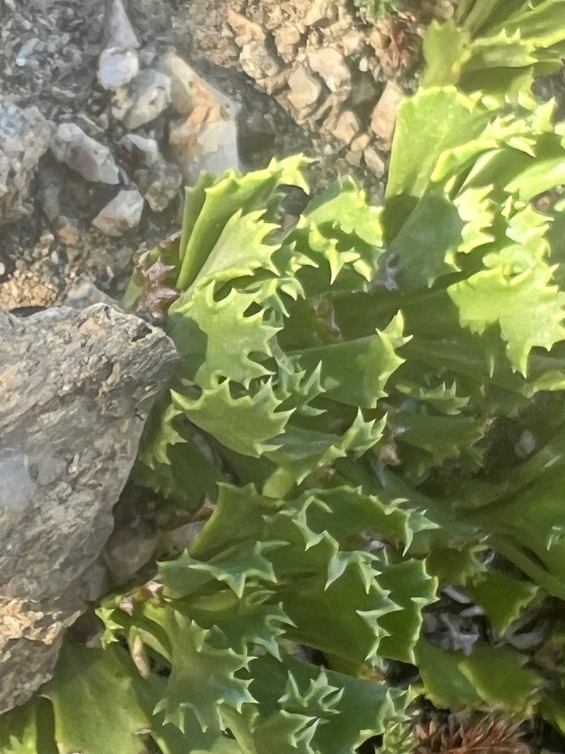 Senecio kingii photo 8