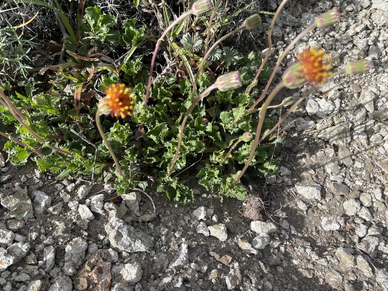 Senecio kingii var. kingii