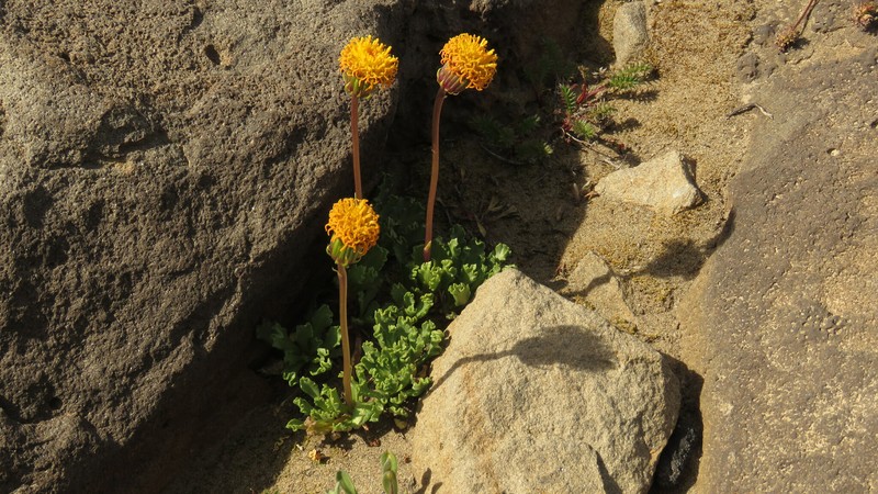 Senecio kingii var. kingii photo 2