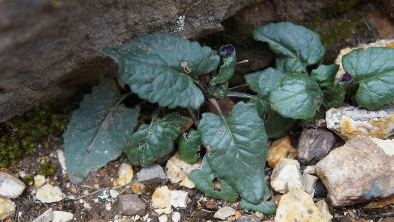Senecio klattii