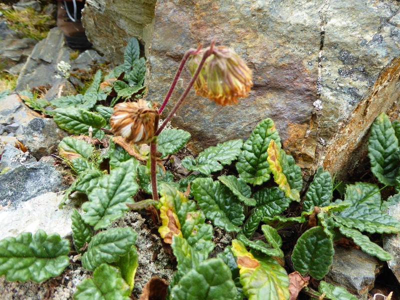 Senecio klattii photo 2