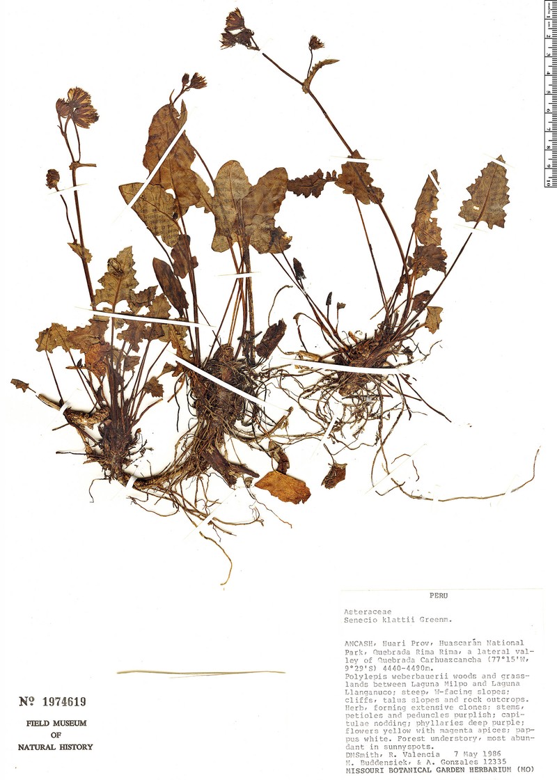 Senecio klattii photo 4