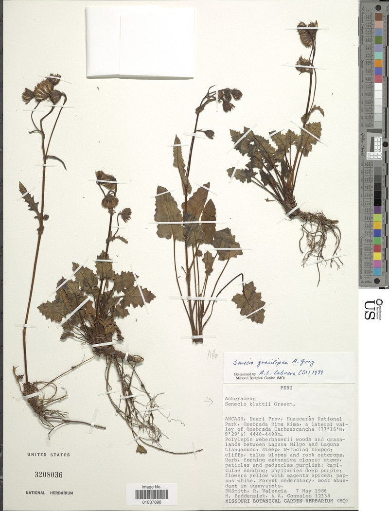Senecio klattii photo 5