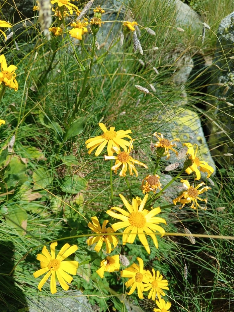 Senecio kolenatianus photo 2