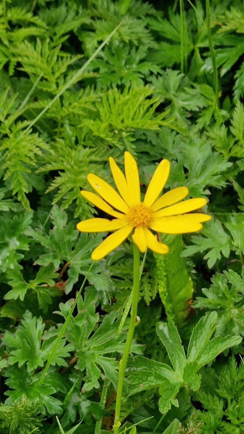 Senecio kolenatianus photo 3