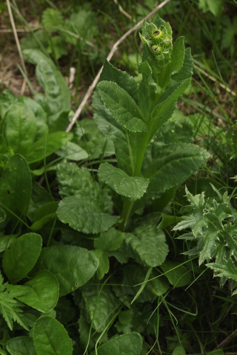 Senecio kolenatianus photo 4