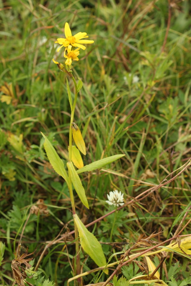 Senecio kolenatianus photo 5