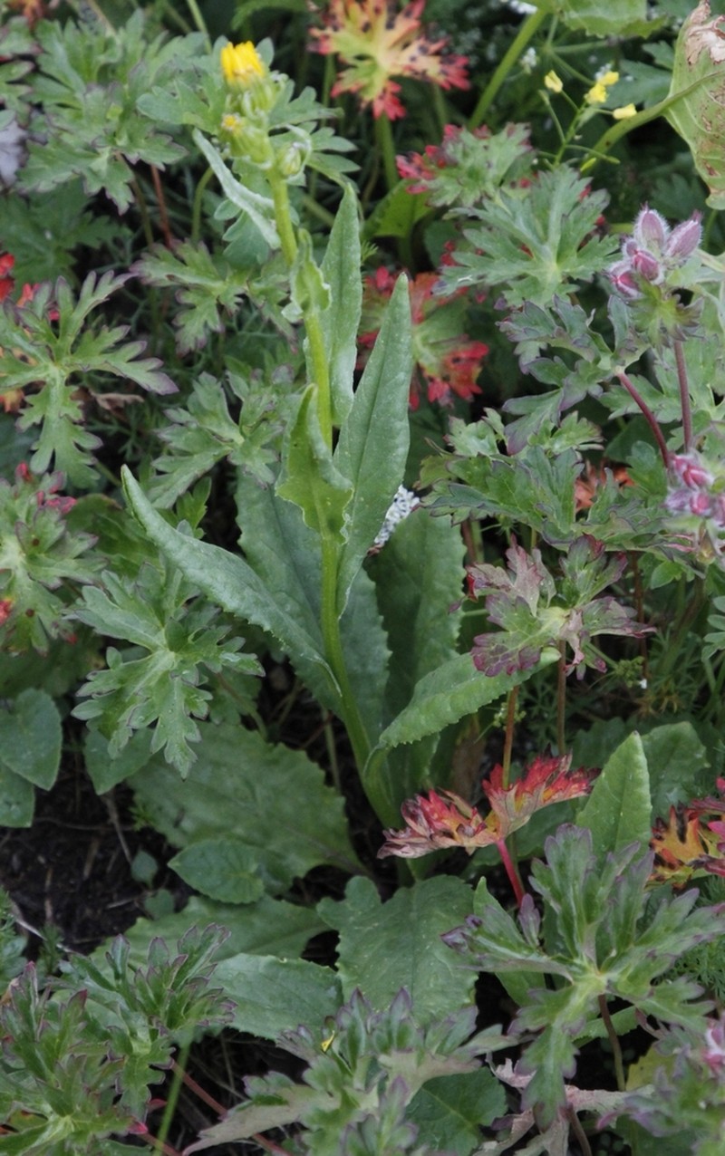 Senecio kolenatianus photo 6