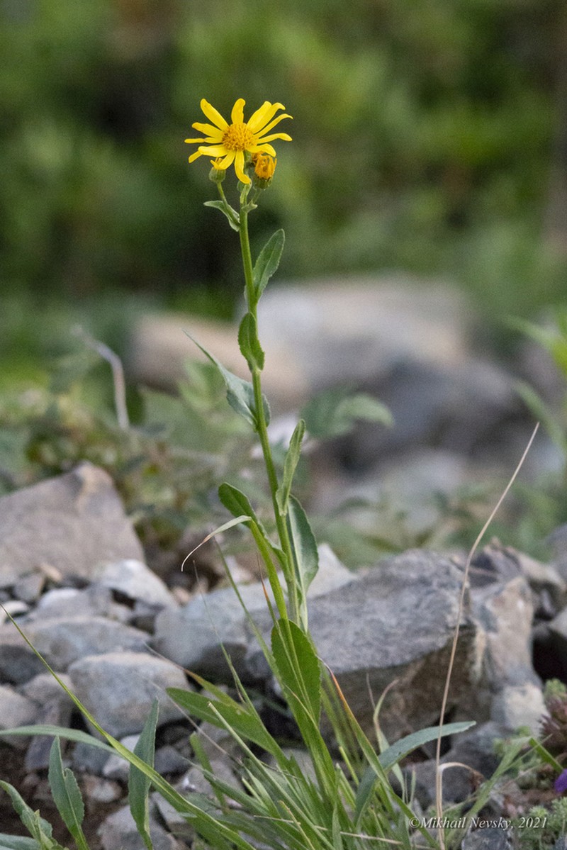 Senecio kolenatianus photo 8