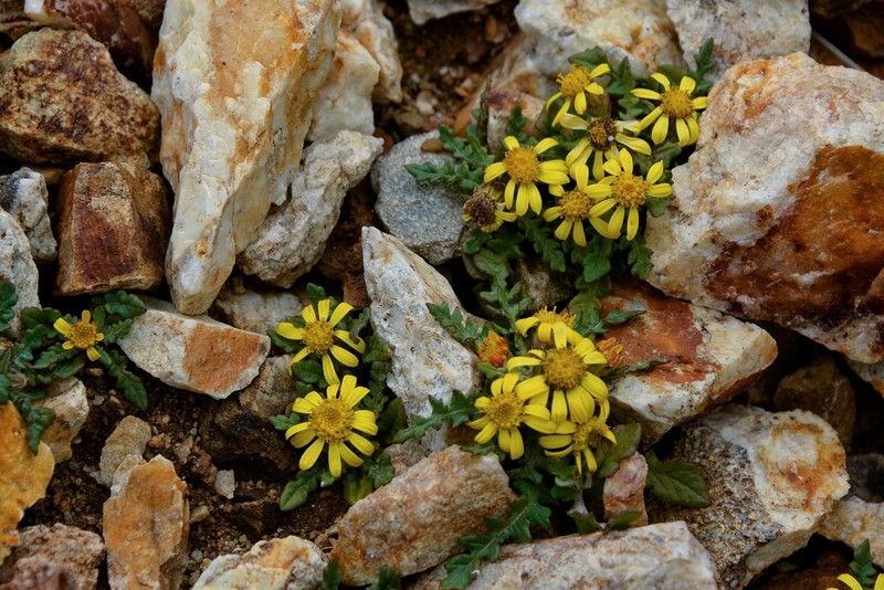 Senecio kongboensis