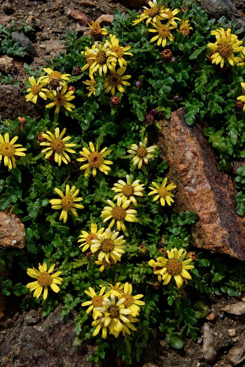Senecio kongboensis photo 2