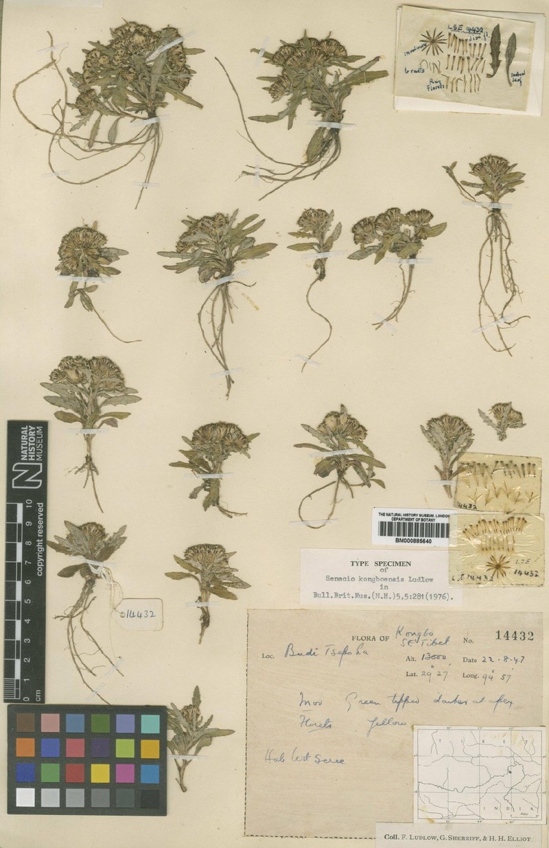 Senecio kongboensis photo 3